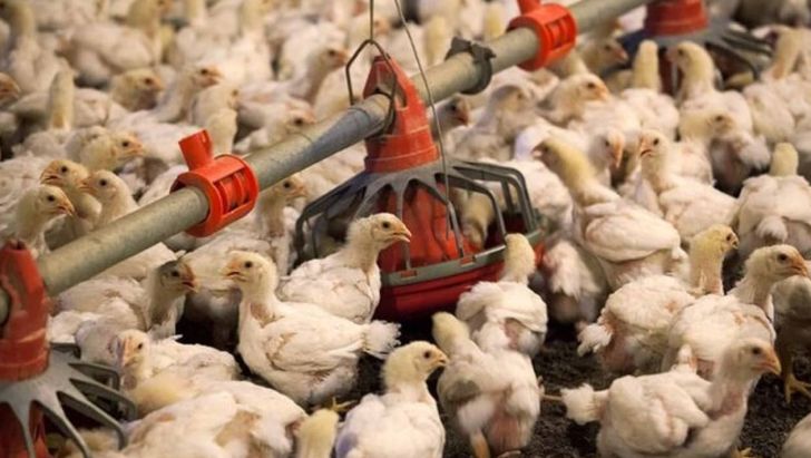 صادرات ۵ میلیون قطعه مرغ زنده از قزوین به استان‌های هم‌جوار